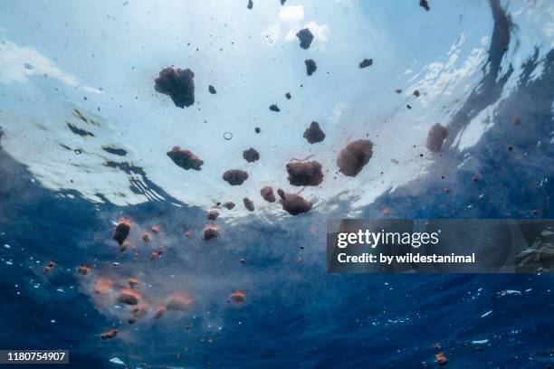 blue whale feces showing it's red coloration due to the fact that blue whales feed on krill, indian ocean, sri lanka. - whale stock pictures, royalty-free photos & images