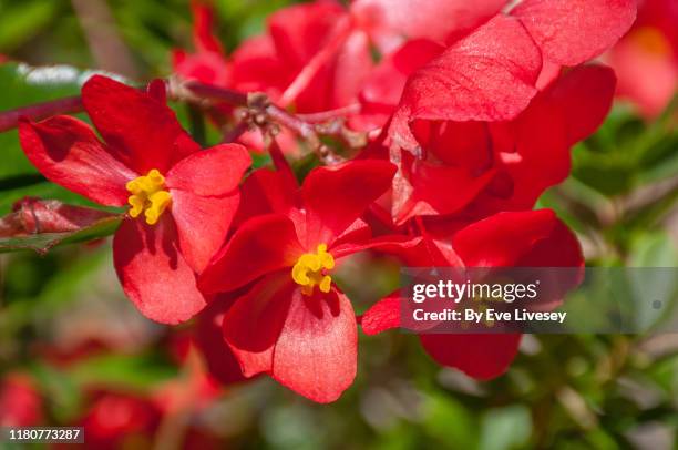 begonia 'dragon wing red' flowers - begonia stockfoto's en -beelden