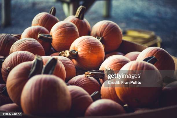 pumpkins - ulster county stock pictures, royalty-free photos & images