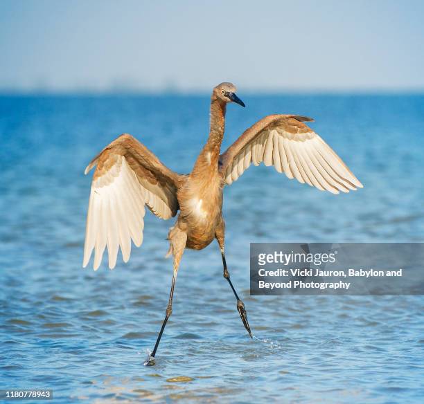dancing in air egret at fort myers beach, florida - wader bird stock pictures, royalty-free photos & images