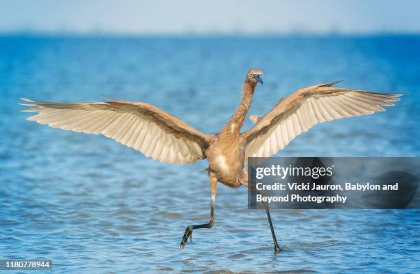 funny reddish egret walking on water at fort myers beach, florida - wader bird stock pictures, royalty-free photos & images