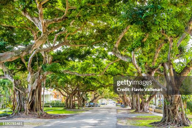 florida (us) - coral gables - banyan tree stock pictures, royalty-free photos & images