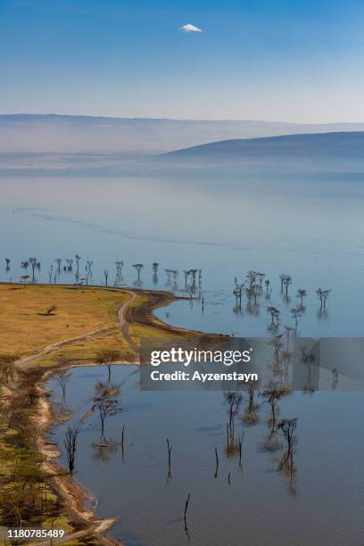 african buffalos and water birds at lake nakuru with trees - lake nakuru national park bildbanksfoton och bilder