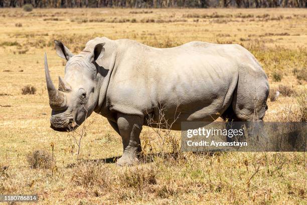 white rhinoceros at wild, looking at camera - horn nashorn stock-fotos und bilder