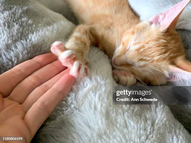 orange kitten reaches out with stretched pink paw - cat reaching stock pictures, royalty-free photos & images