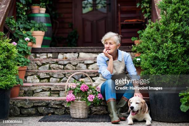 senior woman with a dog sitting outdoors on farm, resting. copy space. - senior women gardening stock pictures, royalty-free photos & images