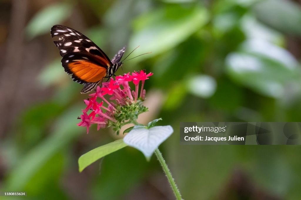 Orange Painted Lady butterfly (Vanessa cardui) on a flower