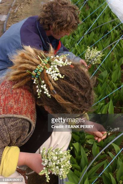 Des personnes cueillent des brins de muguet, le 24 avril 2005, dans une exploitation maraïchère de Machecoul avant le 1er mai. AFP PHOTO FRANK PERRY.