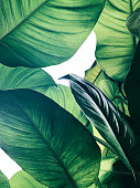 Abstract tropical green leaves pattern on white background, lush foliage of giant golden pothos or Devil
