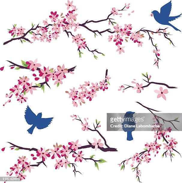 ilustraciones, imágenes clip art, dibujos animados e iconos de stock de azul aves en diferentes poses & cerezos en flor conjunto de derivación - cherry tree