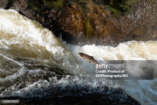 salmon leaping - perthshire stock-fotos und bilder