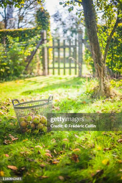 iron basket full of apples and pears in a garden - pear tree stock pictures, royalty-free photos & images