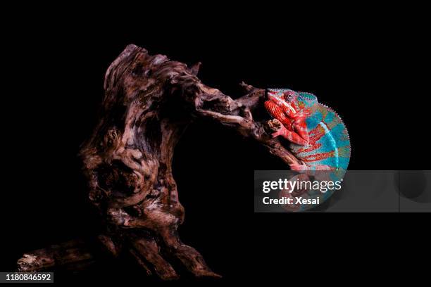 kleurrijke panther chameleon - kameleon stockfoto's en -beelden