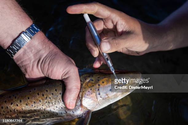 researchers take measurements and tag a fish - parasitic stock pictures, royalty-free photos & images