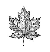 Ink sketch of maple leaf.