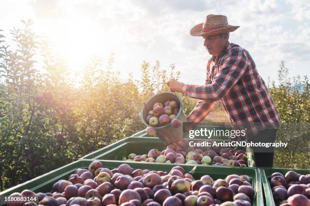 agricoltore anziano che raccoglie mele - fare la raccolta foto e immagini stock