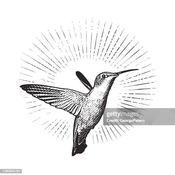 ilustrações, clipart, desenhos animados e ícones de colibri throated ruby de sorriso - hummingbird