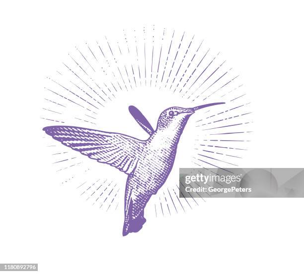 smiling ruby throated hummingbird - ruby throated hummingbird migration stock illustrations