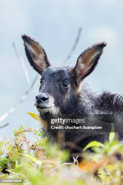 168点のカモシカのストックフォト Getty Images 168点のカモシカのストックフォト Getty Images