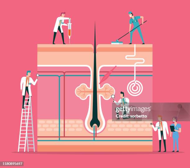 skin - sweat gland stock illustrations