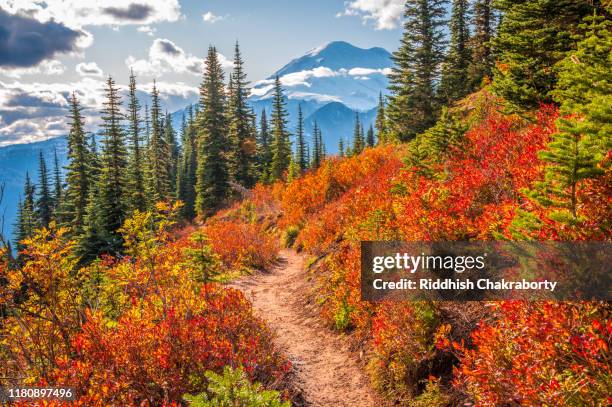 mt rainier fall foliage - mt rainier - fotografias e filmes do acervo