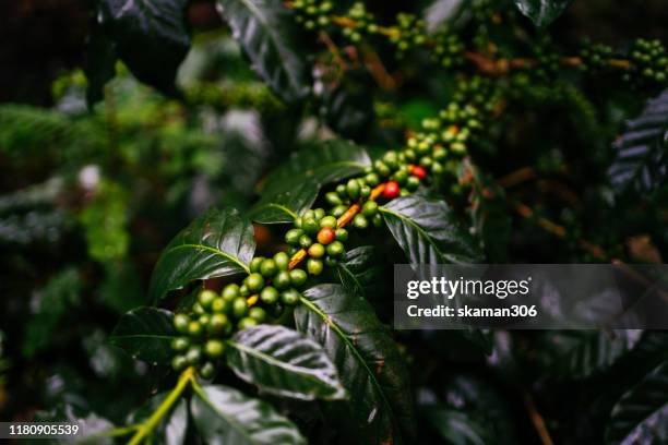 close up coffee columbia arabica with green and red cherries on branch of coffee tree after raining - cherry tree stockfoto's en -beelden