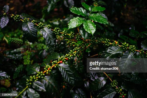 close up coffee columbia arabica with green and red cherries on branch of coffee tree after raining - ethiopia coffee bildbanksfoton och bilder