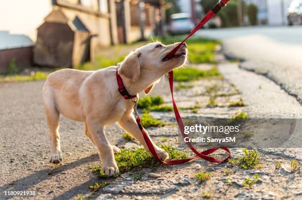 labrador hund spielt im freien - puppy stock-fotos und bilder