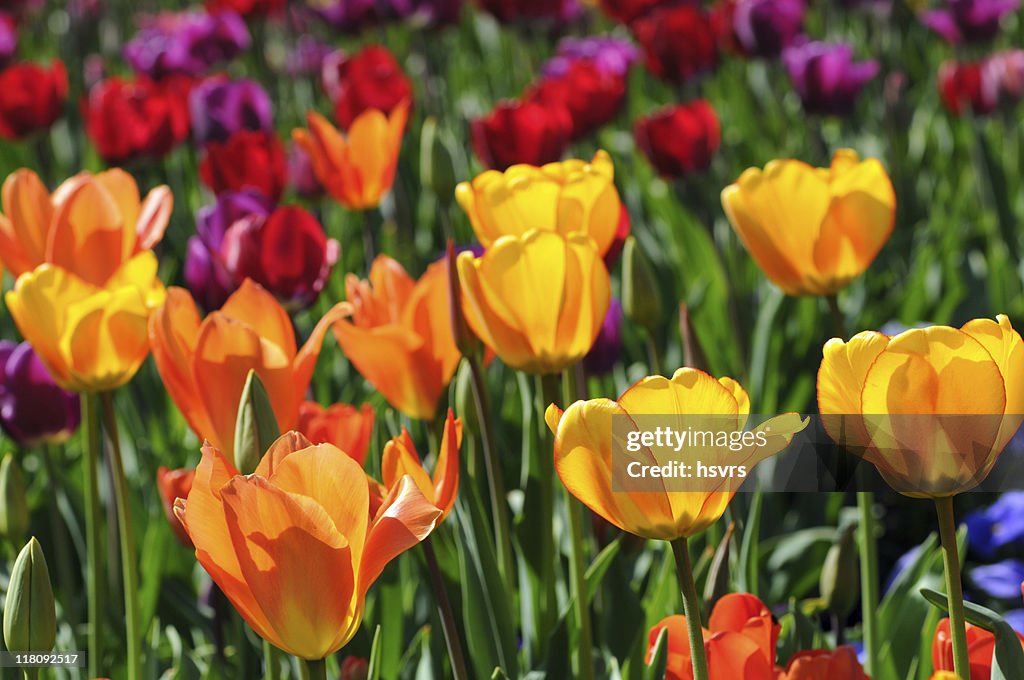 Colorful field of tulips