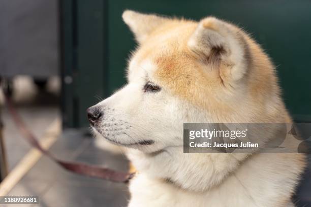 akita ken dog portrait - akita inu fotografías e imágenes de stock