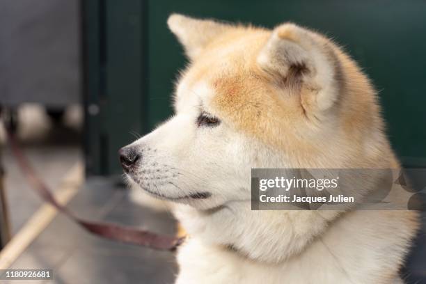 akita ken dog portrait - akita inu stock pictures, royalty-free photos & images