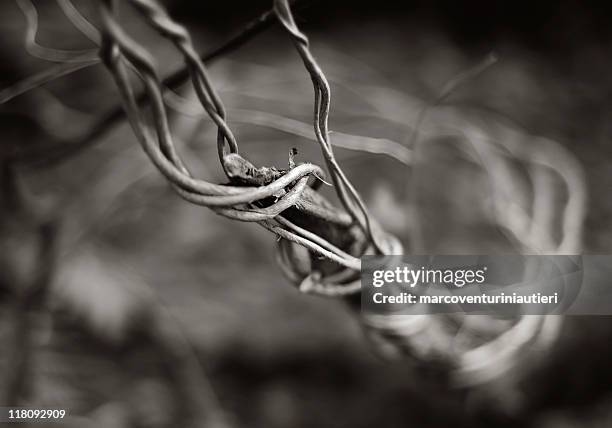 intertwined ivy - intertwined stock pictures, royalty-free photos & images