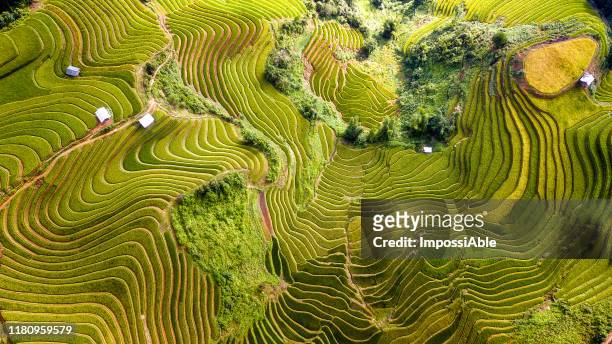 top view from drone of green rice terrace field with shape and pattern at mu cang chai, vietnam - rice paddy stock pictures, royalty-free photos & images