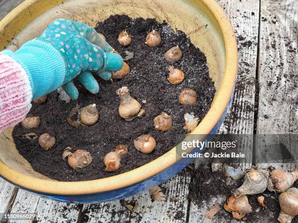 setting out crocus bulbs - bulb planter stock pictures, royalty-free photos & images