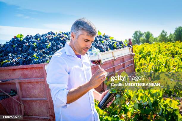 winemaker oenologist wine tasting red wine - examining wine stock pictures, royalty-free photos & images