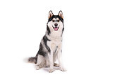 Purebred siberian husky with gray black and white coat colors.