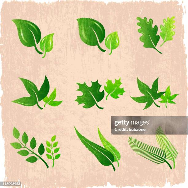 green leaves designs on royalty free vector background - poison ivy illustration stock illustrations