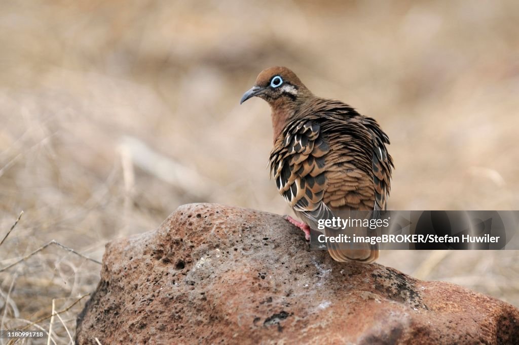 Galapagos Dove (Zenaida galapagoensis), Espanola Island, Galapagos, Ecuador