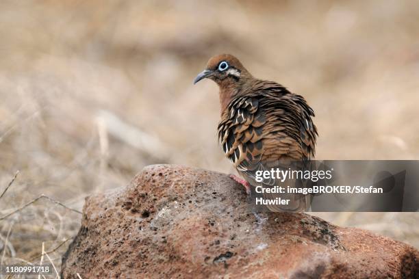 Galapagos Dove Espanola Island Galapagos Ecuador, Stockfoto