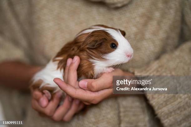guinea pig - cochon d'inde photos et images de collection