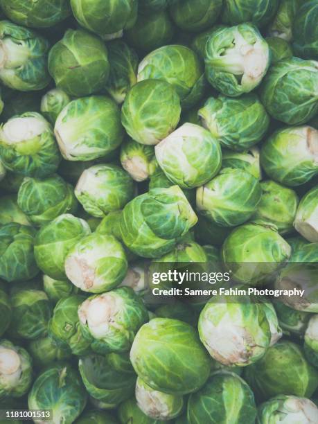 brussels sprouts - brussel sprout stock pictures, royalty-free photos & images