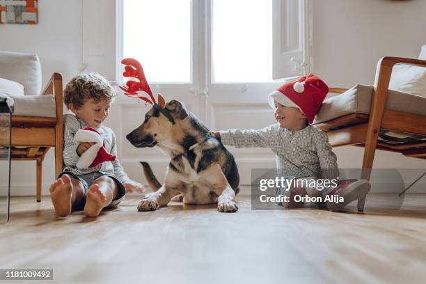 jungen tragen chritmas hüte spielen mit hunden - boy with dog stock-fotos und bilder