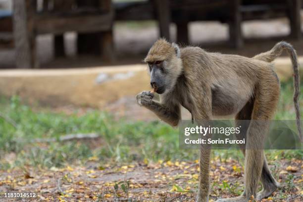 Baboon Rear View Baboon Rear Photos and Premium High Res Pictures - Getty Images