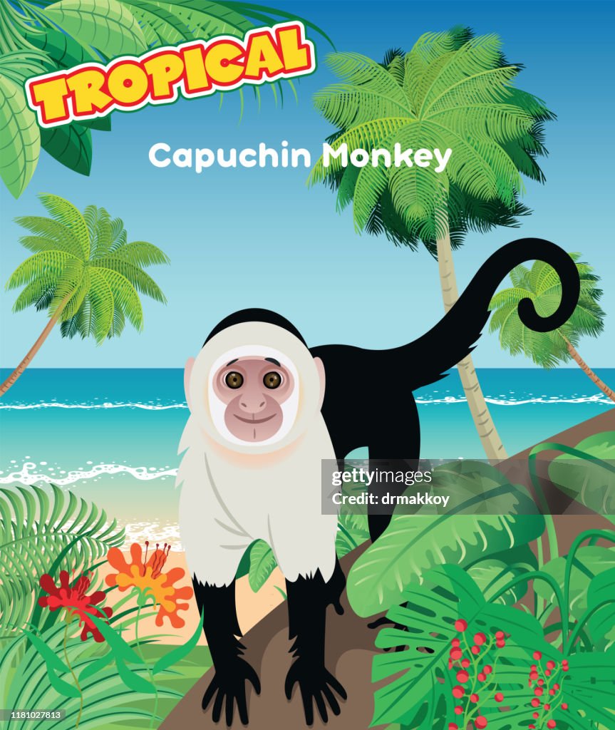 Capuchin Graphics Capuchin Monkey High-Res Vector Graphic - Getty Images