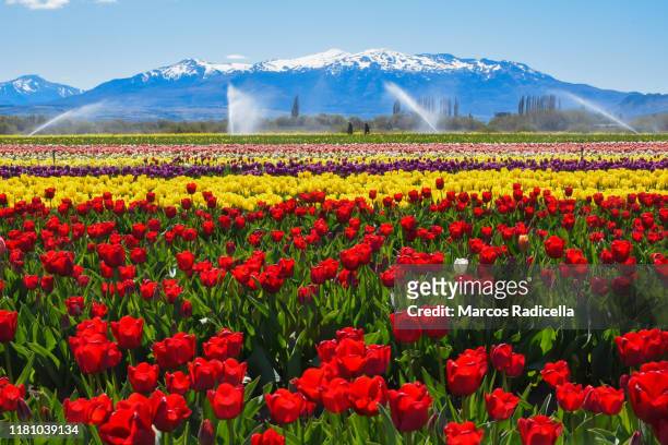 tulip flowers in patagonian landscape - chubut province ストックフォトと画像
