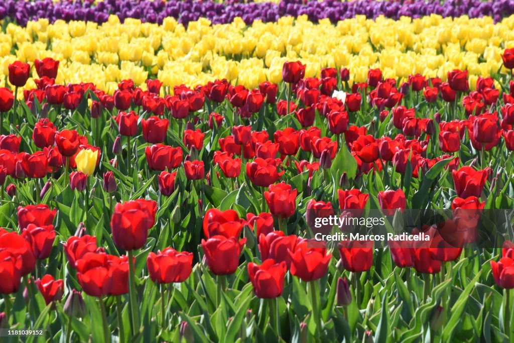 Tulip flowers in patagonian landscape