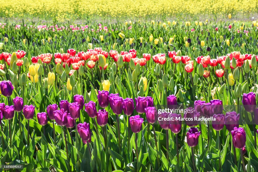 Tulip flowers