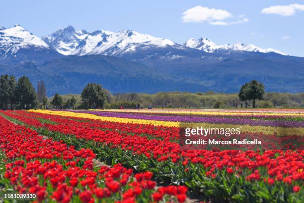 tulip flowers in patagonian landscape - chubut province ストックフォトと画像