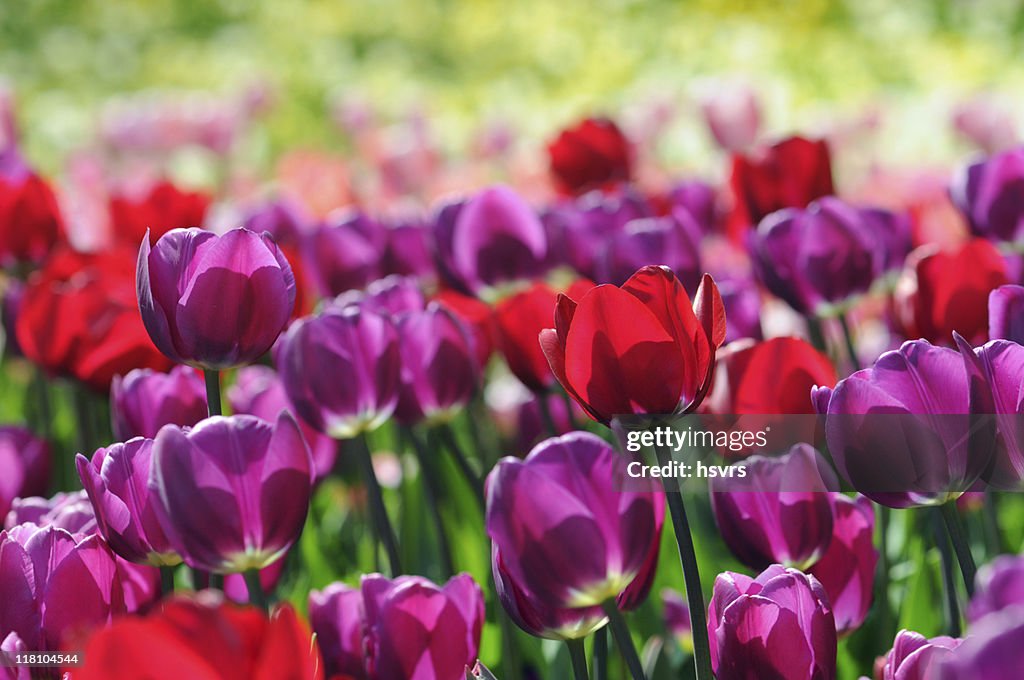 Purple red group of tulips