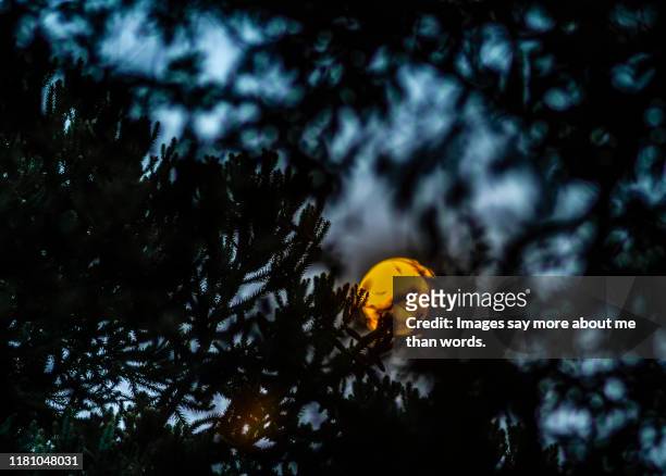 an orange full moon rises between trees brighting the sky. - equinox stock pictures, royalty-free photos & images